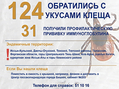 В Бишкеке зарегистрировано 124 обращения с укусом клеща